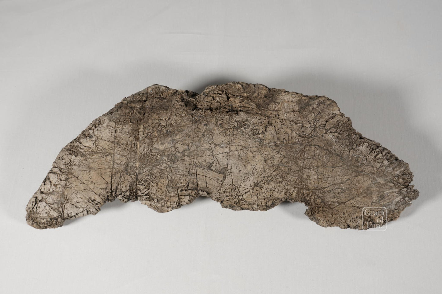 24982: Fujieda Crepe Suiseki (Yojuro Style)- 16½ in (42cm)